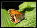 Coenonympha arcania